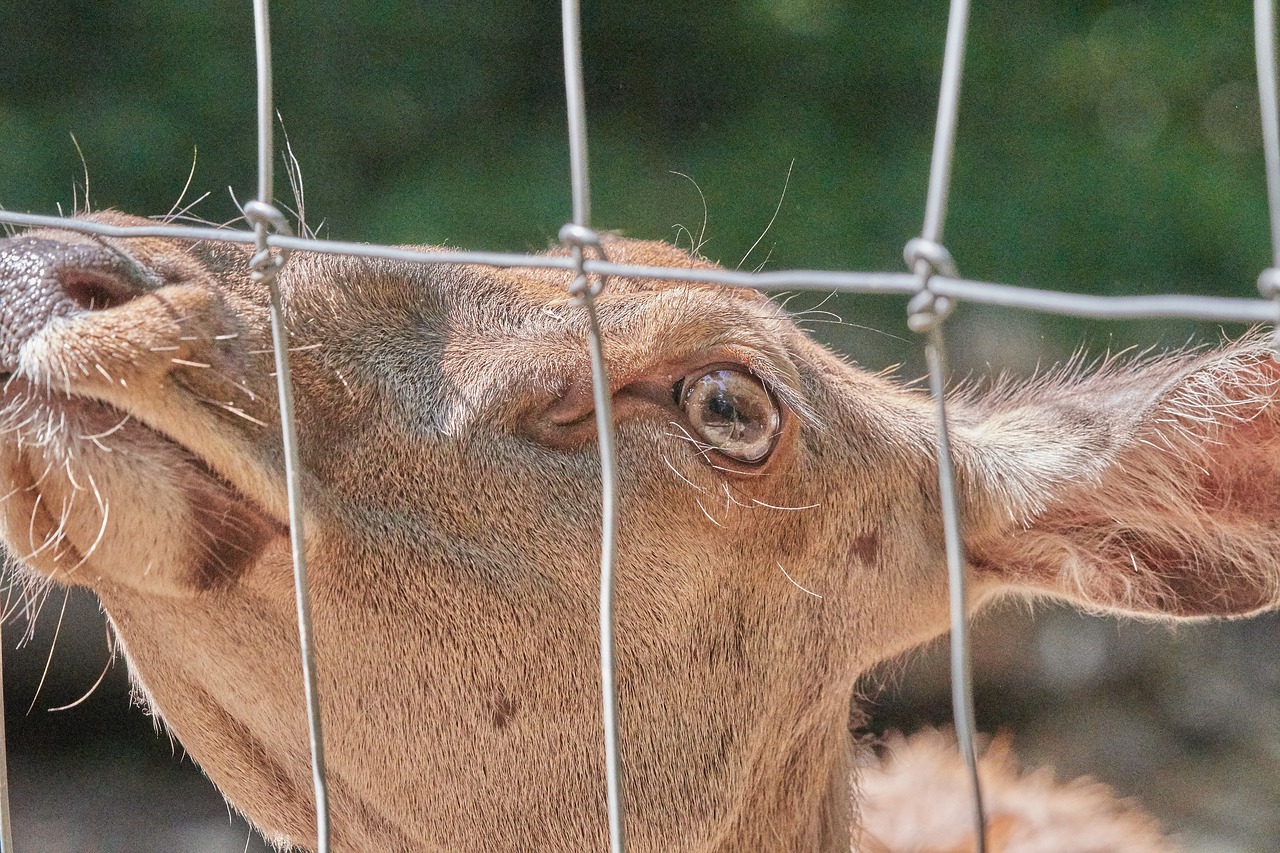 Stirnos,  Tvora,  Laukinių,  Pobūdį,  Nosis,  Scheu, Nemokamos Nuotraukos,  Nemokama Licenzija