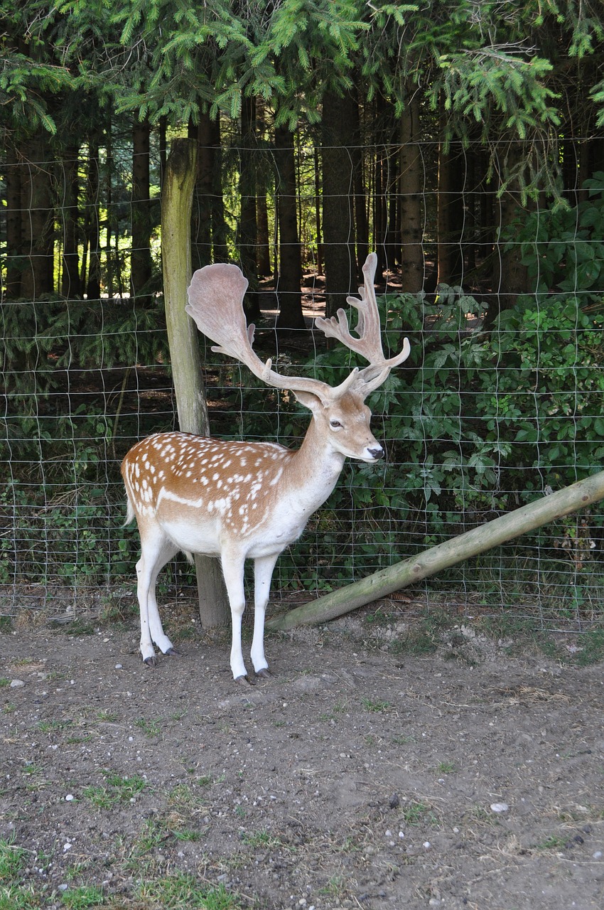 Stiragai, Hirsch, Laukiniai, Miškas, Antler, Gyvūnas, Paprastosios Elnies, Gamta, Jaunas Gyvūnas, Gyvūnų Talpyklos