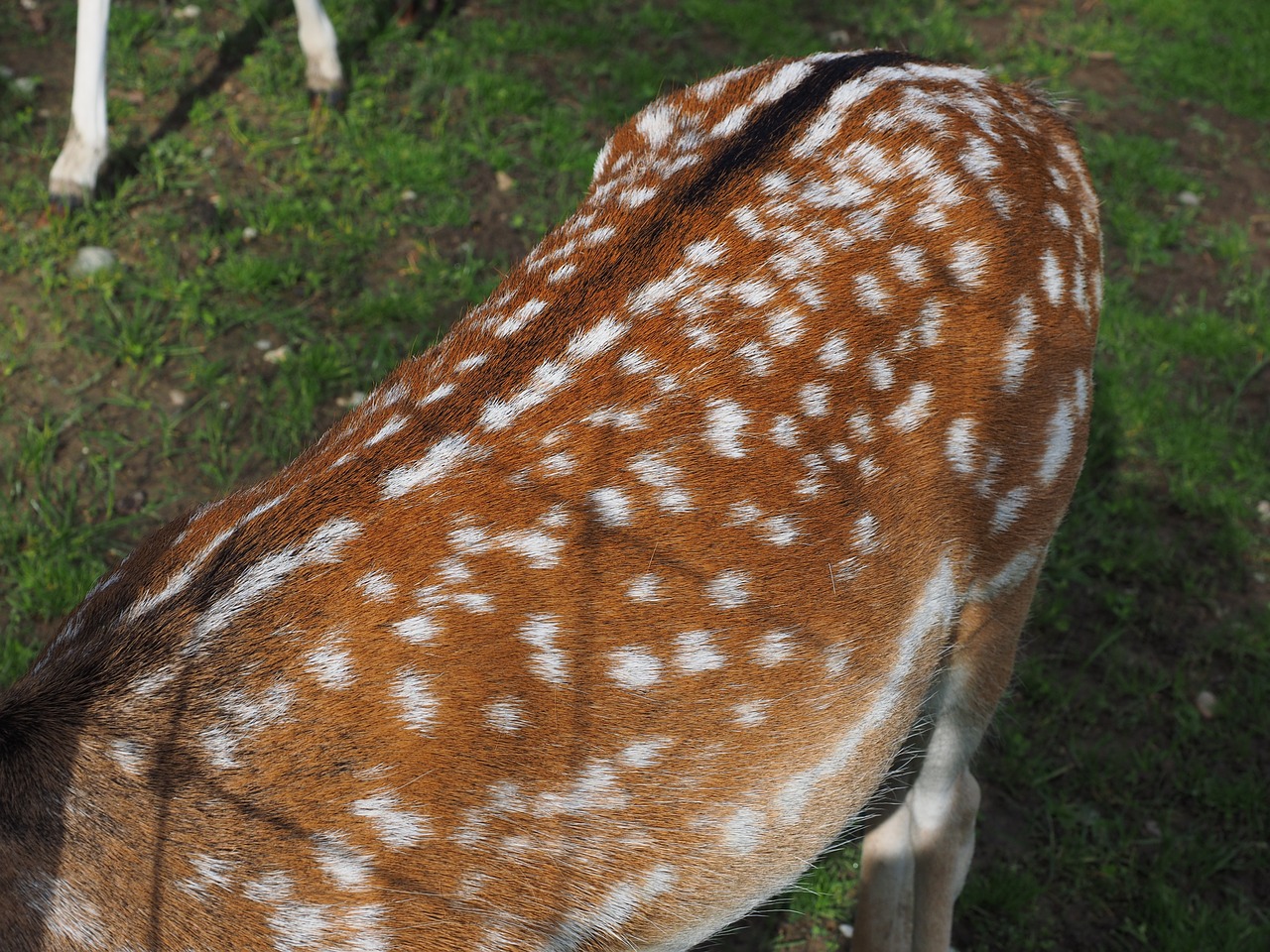 Stiragai, Judėti, Taškai, Kailis, Hirsch, Paprastosios Elnies, Zoologijos Sodas, Tvora, Alkanas, Gyvūnas