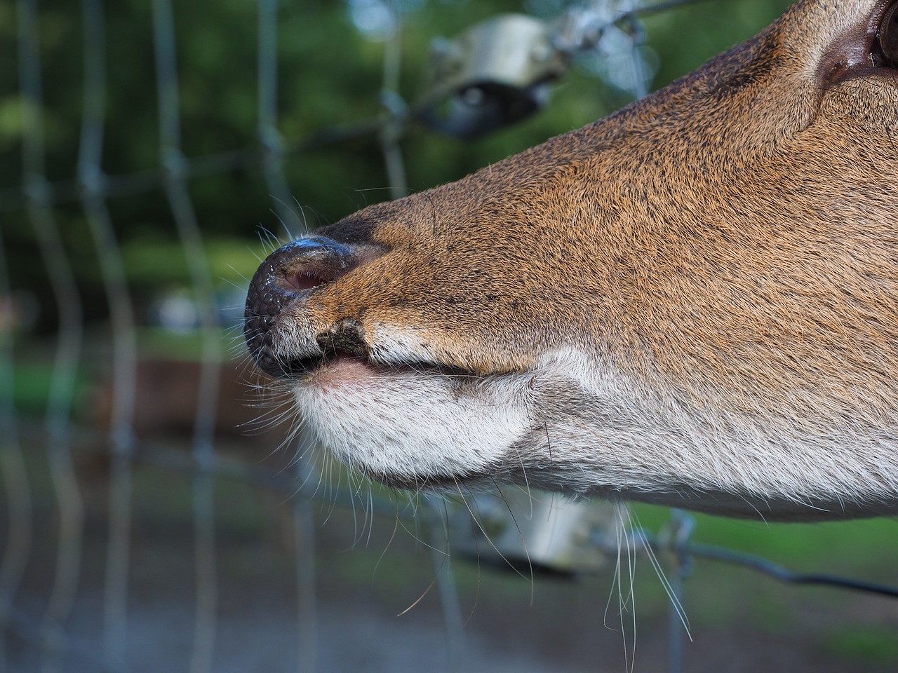 Stiragai, Snukis, Hirsch, Paprastosios Elnies, Zoologijos Sodas, Tvora, Alkanas, Gyvūnas, Sika Elnias, Nemokamos Nuotraukos