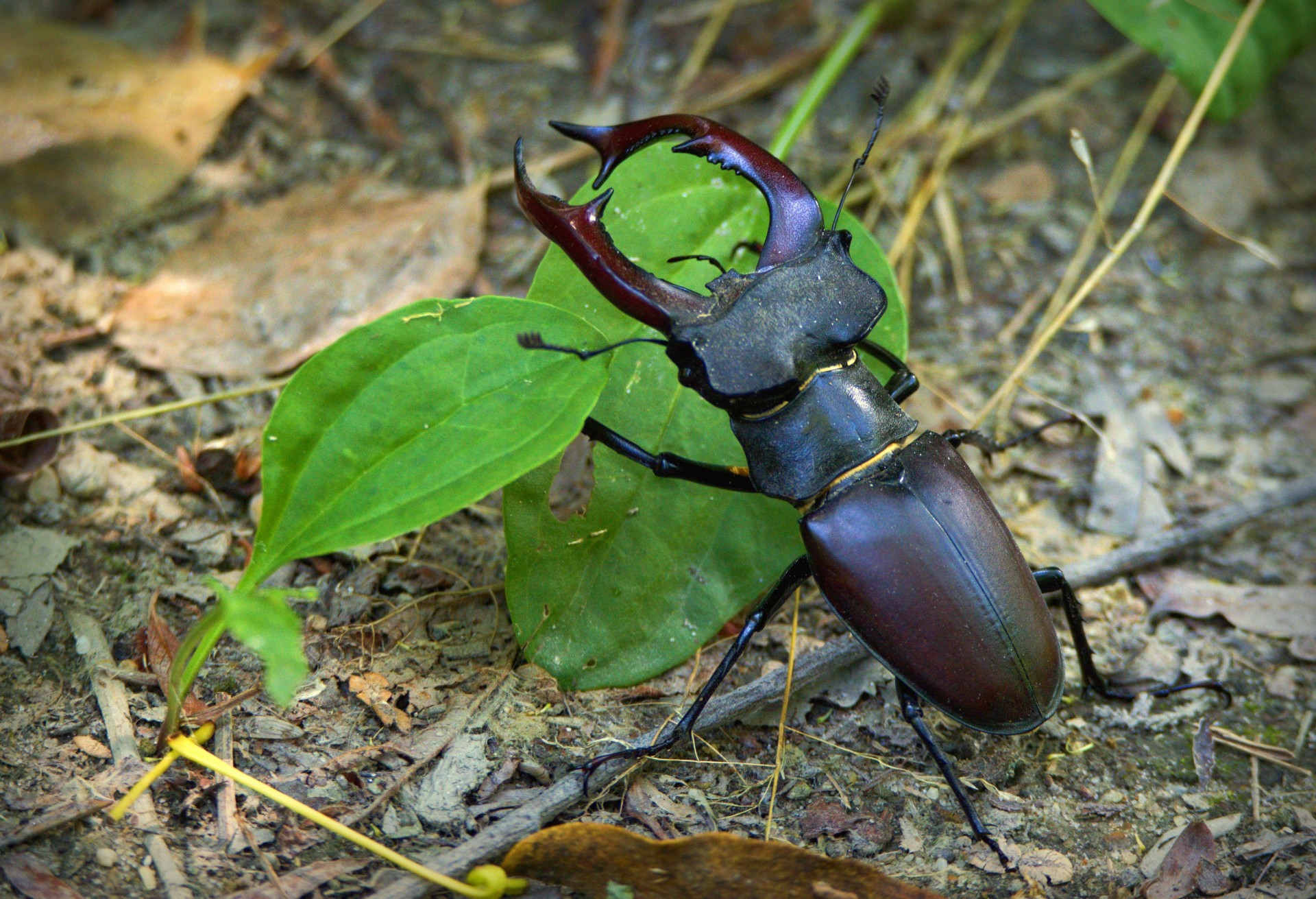 Stag & Nbsp,  Vabalas,  Lucanus & Nbsp,  Cervas,  Miško & Nbsp,  Vabzdžiai,  Miškas,  Dideli & Nbsp,  Ragiukai,  Nuotrauka