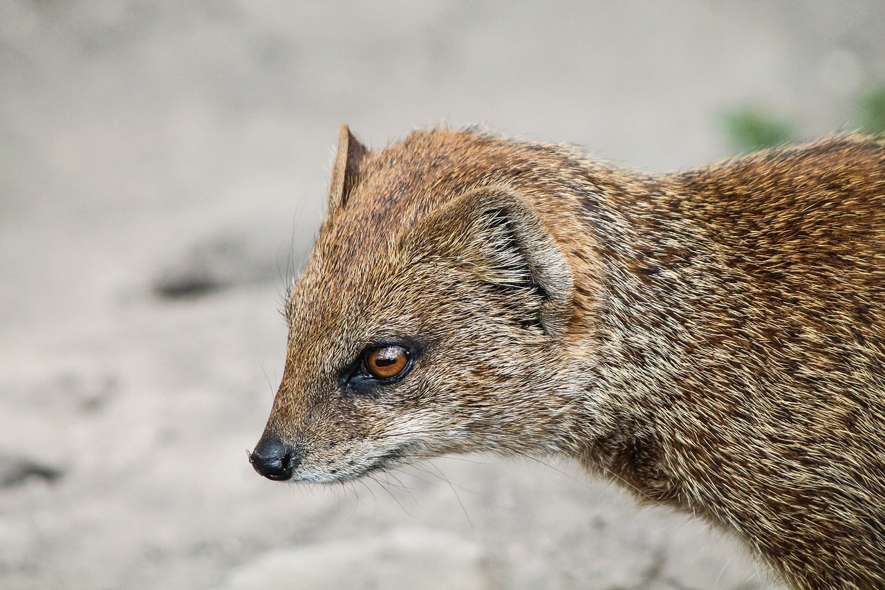 Rókamanguszta,  Mangoze,  Raudona,  Kailiniai,  Prancūziškas Skrebutis,  Portretas,  Žiūrėti,  Gyvūnas,  Gamta,  Fauna