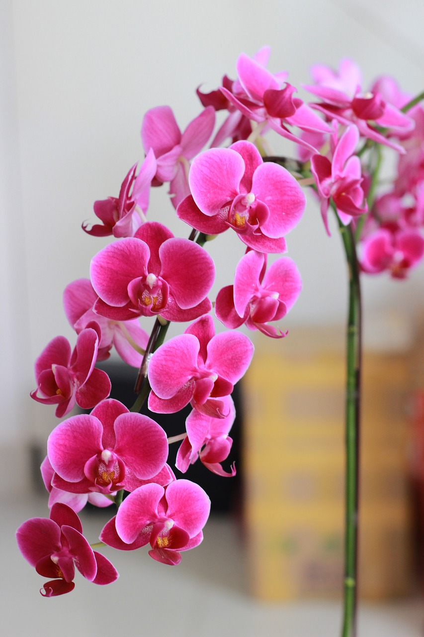 Valcavimo,  Purpurinės Gėlės,  Violetinė Orchidėja,  Natūralus,  Peizažas,  Pavasario Gėlės,  Spiglys,  Violetinė,  Gėlės Žydi,  Orchidėjos