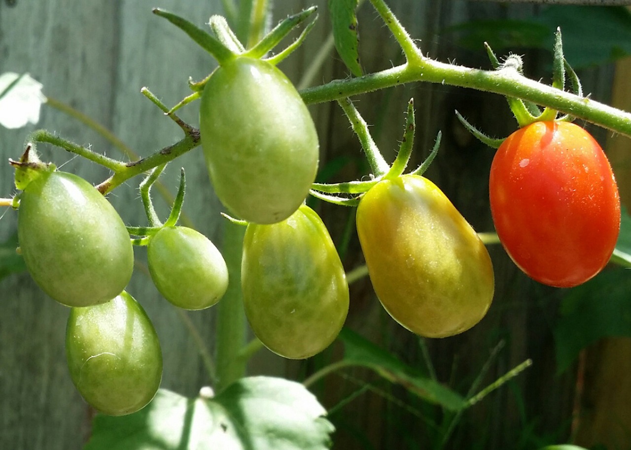 Romų Pomidorai, Šviežias, Ekologiškas, Sodas, Pomidoras, Daržovių, Maistas, Pagaminti, Mityba, Vegetariškas