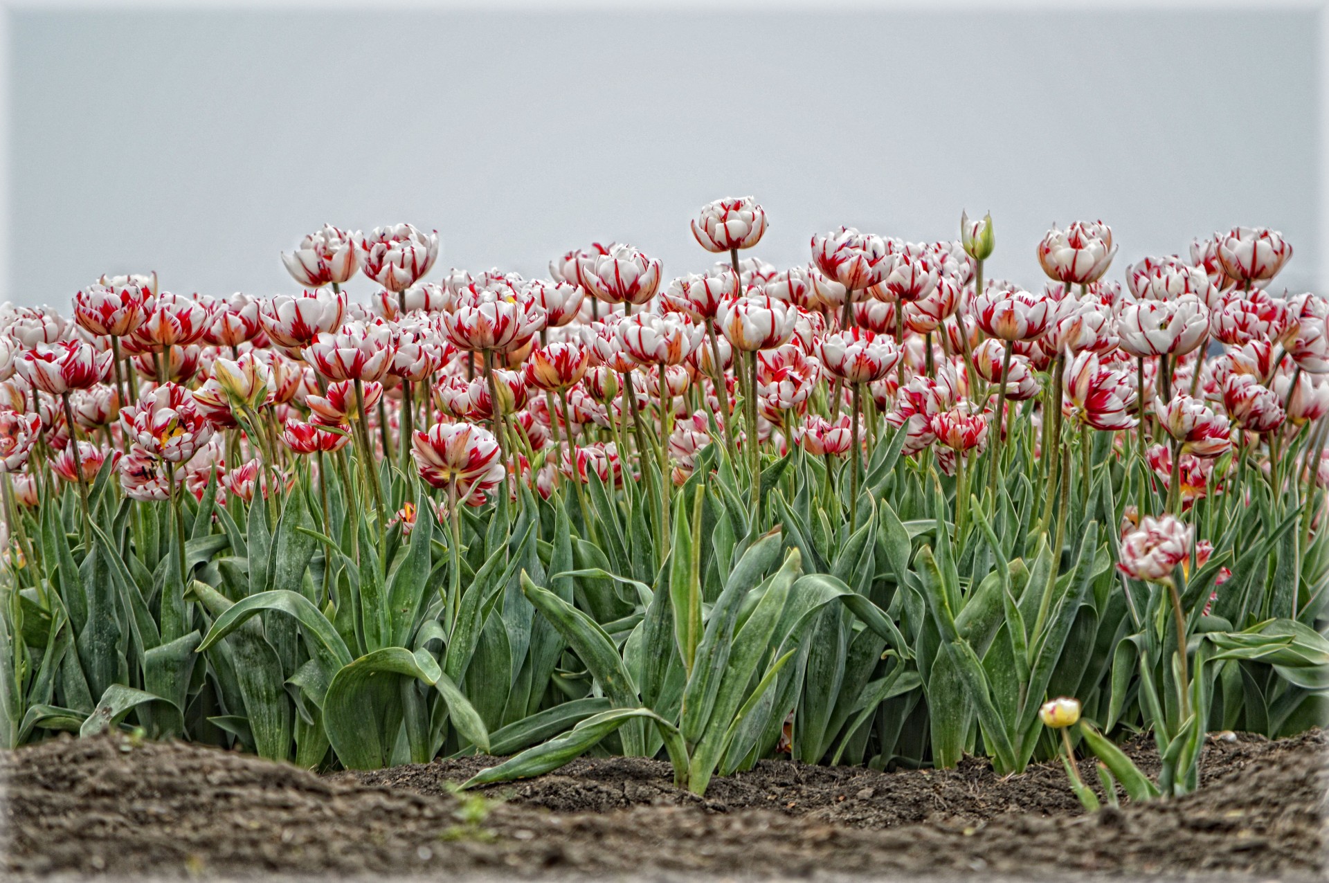 Raudona,  Balta,  Tulpės,  Holland,  Beemster,  Pavasaris,  Gamta,  Gėlės,  Raudonos Ir Baltos Tulpės, Nemokamos Nuotraukos