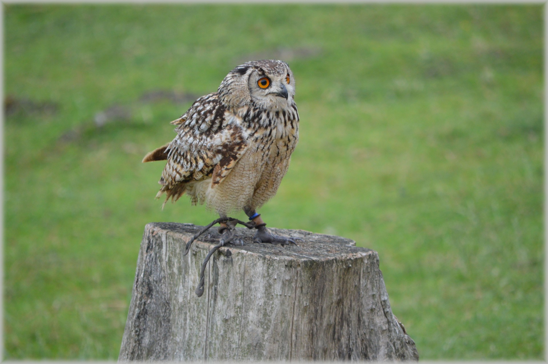 Pelėdos,  Pelėdos,  Raptoriai,  Rodyti,  Gyvūnas,  Raptorius 09, Nemokamos Nuotraukos,  Nemokama Licenzija