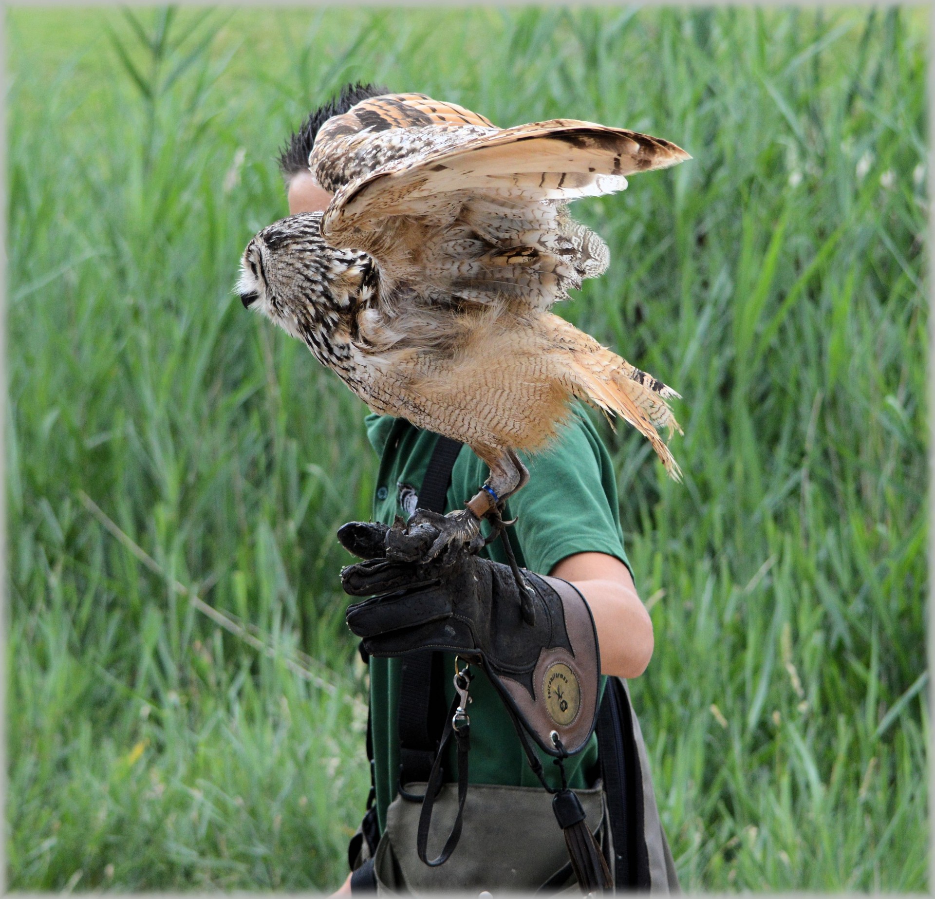 Pelėdos,  Pelėdos,  Raptoriai,  Rodyti,  Gyvūnas,  Raptorius 10, Nemokamos Nuotraukos,  Nemokama Licenzija