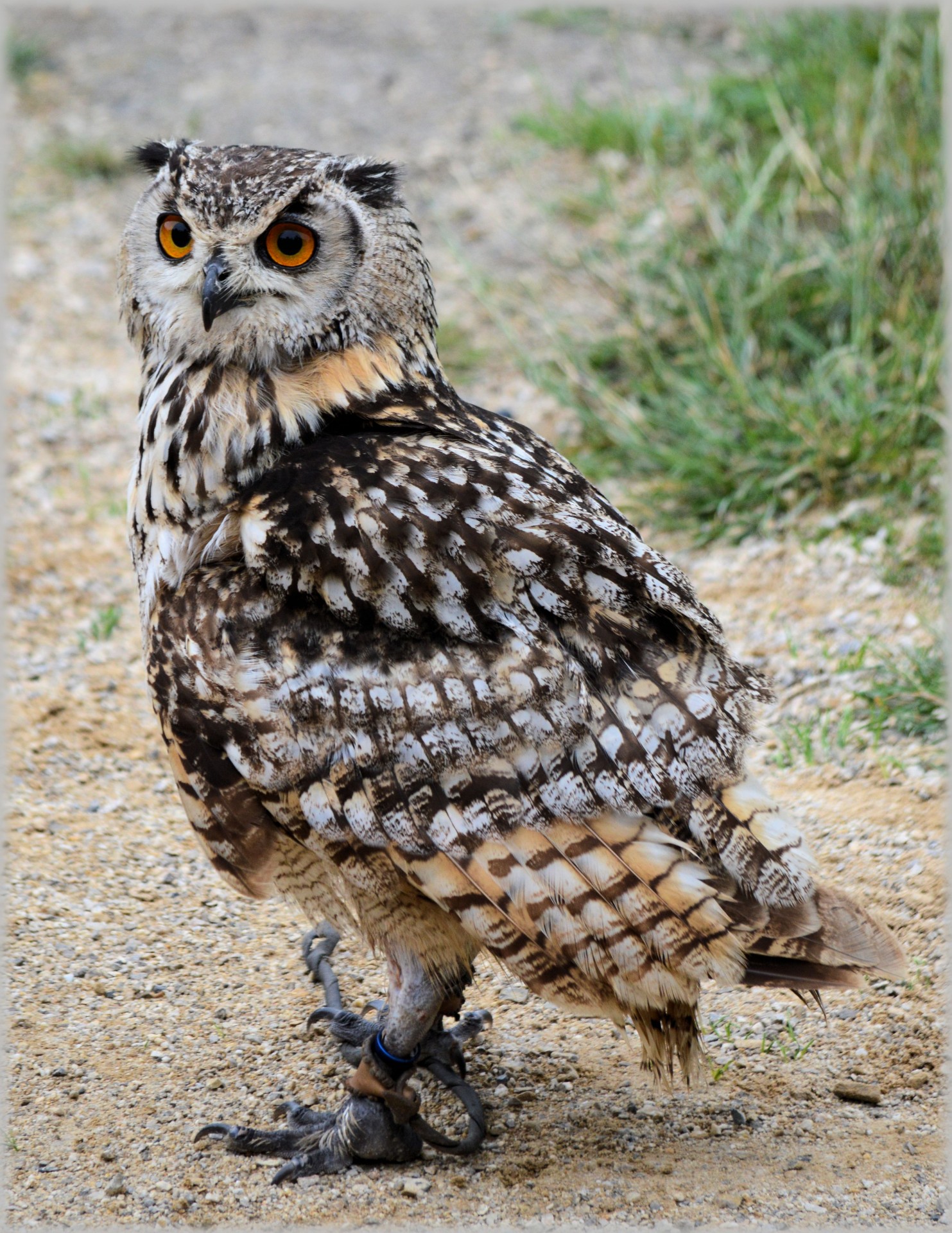 Pelėdos,  Pelėdos,  Raptoriai,  Rodyti,  Gyvūnas,  Raptorius 11, Nemokamos Nuotraukos,  Nemokama Licenzija