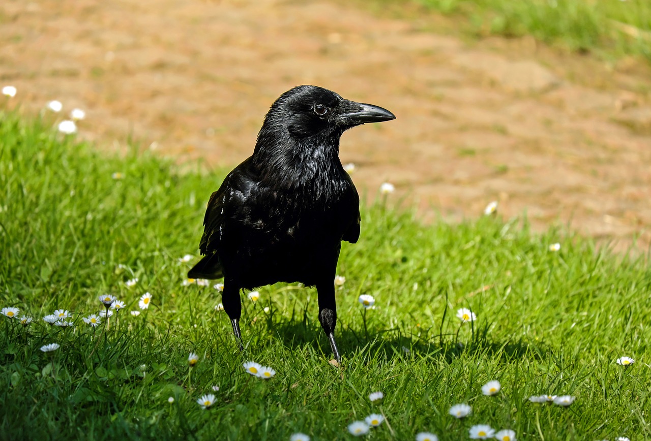 Rook, Corvus, Varnas, Varna, Paukštis, Varnas Paukštis, Gyvūnas, Jaunas, Plunksna, Juoda