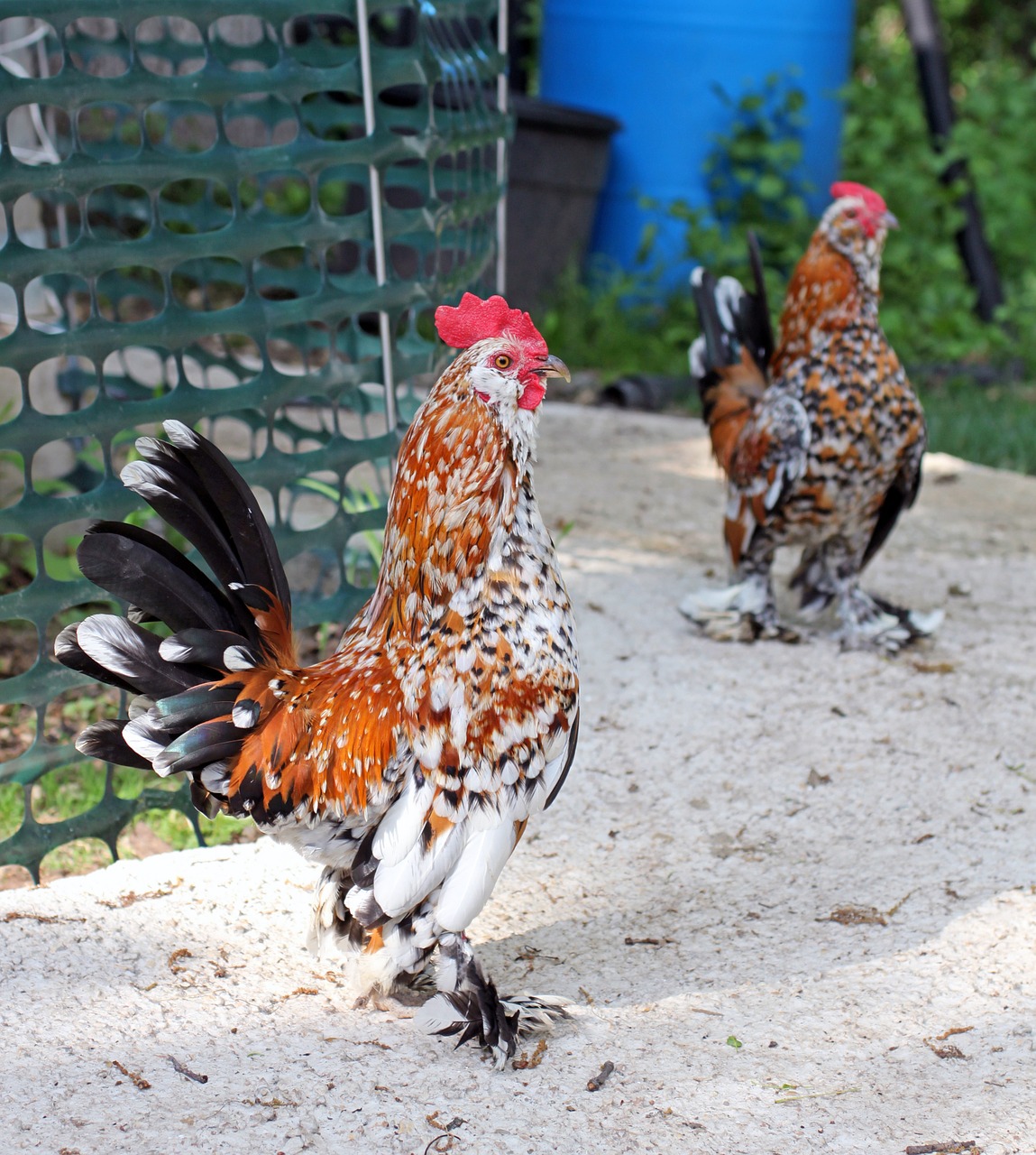 Gaidys, Cockerel, Pora, Bantam, Juoda, Oranžinė, Balta, Dėmės, Ūkis, Naminis Gyvūnėlis