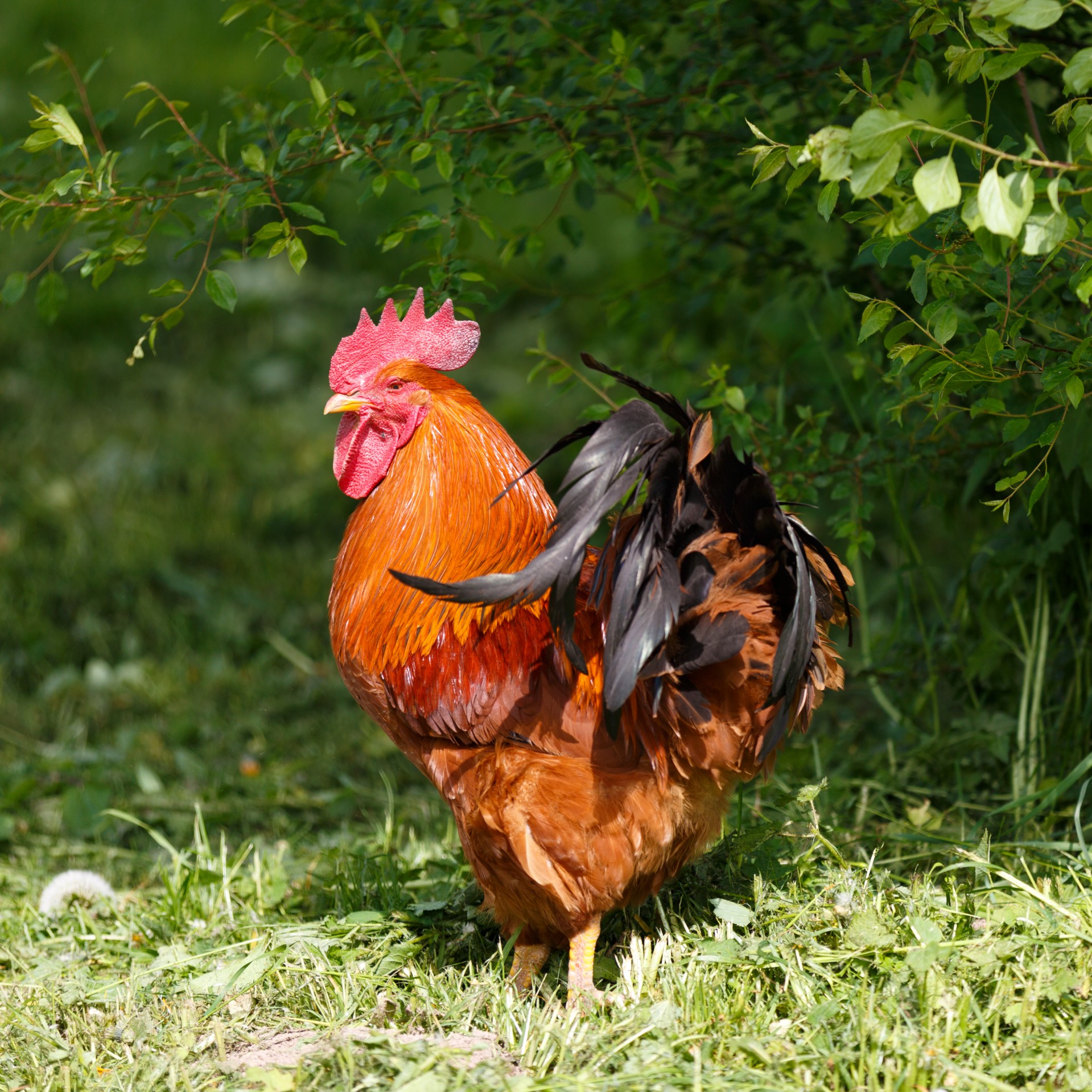 Gyvūnas,  Paukštis,  Vištiena,  Cockerel,  Spalvinga,  Spalvinga,  Elegantiškas,  Ūkis,  Plunksnos,  Paukščiai