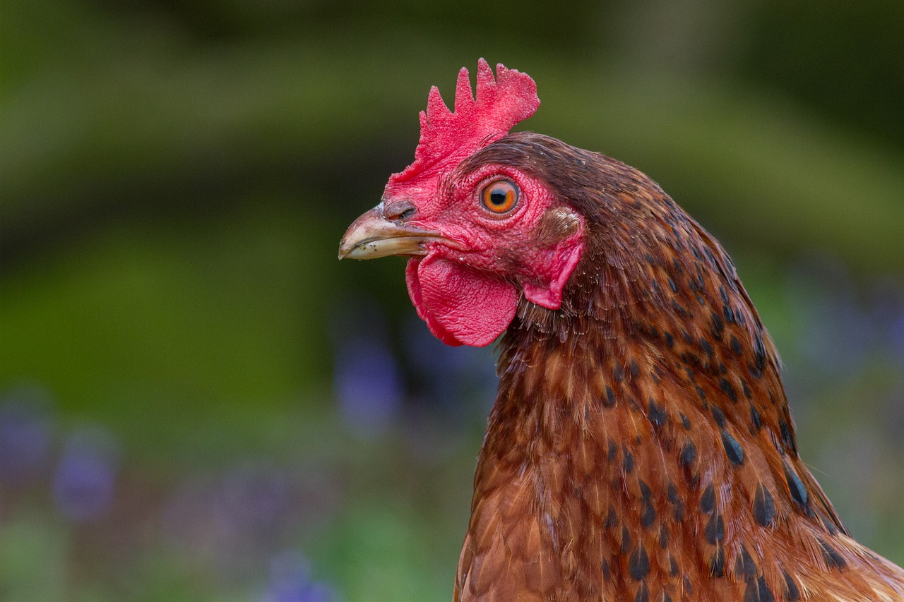 Gaidys, Vištiena, Iš Arti, Galva, Kinai, Raudona, 2017, Gyvūnas, Paukštis, Cockerel