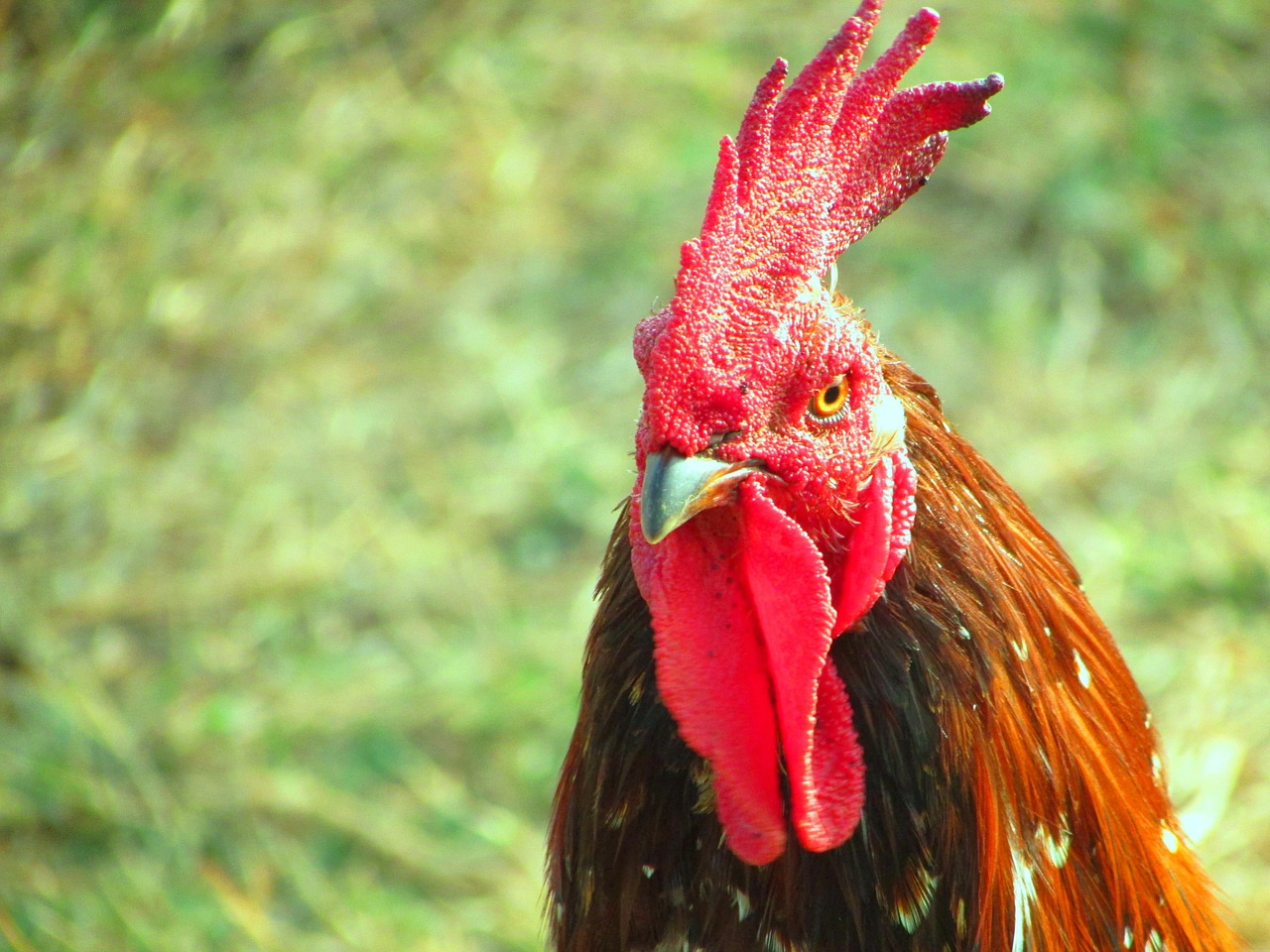 Gaidys, Gaidys, Naminiai Paukščiai, Cockerel, Paukščiai, Cock-A-Doodle-Doo, Vidaus, Plunksnos, Kiemas, Gyvuliai