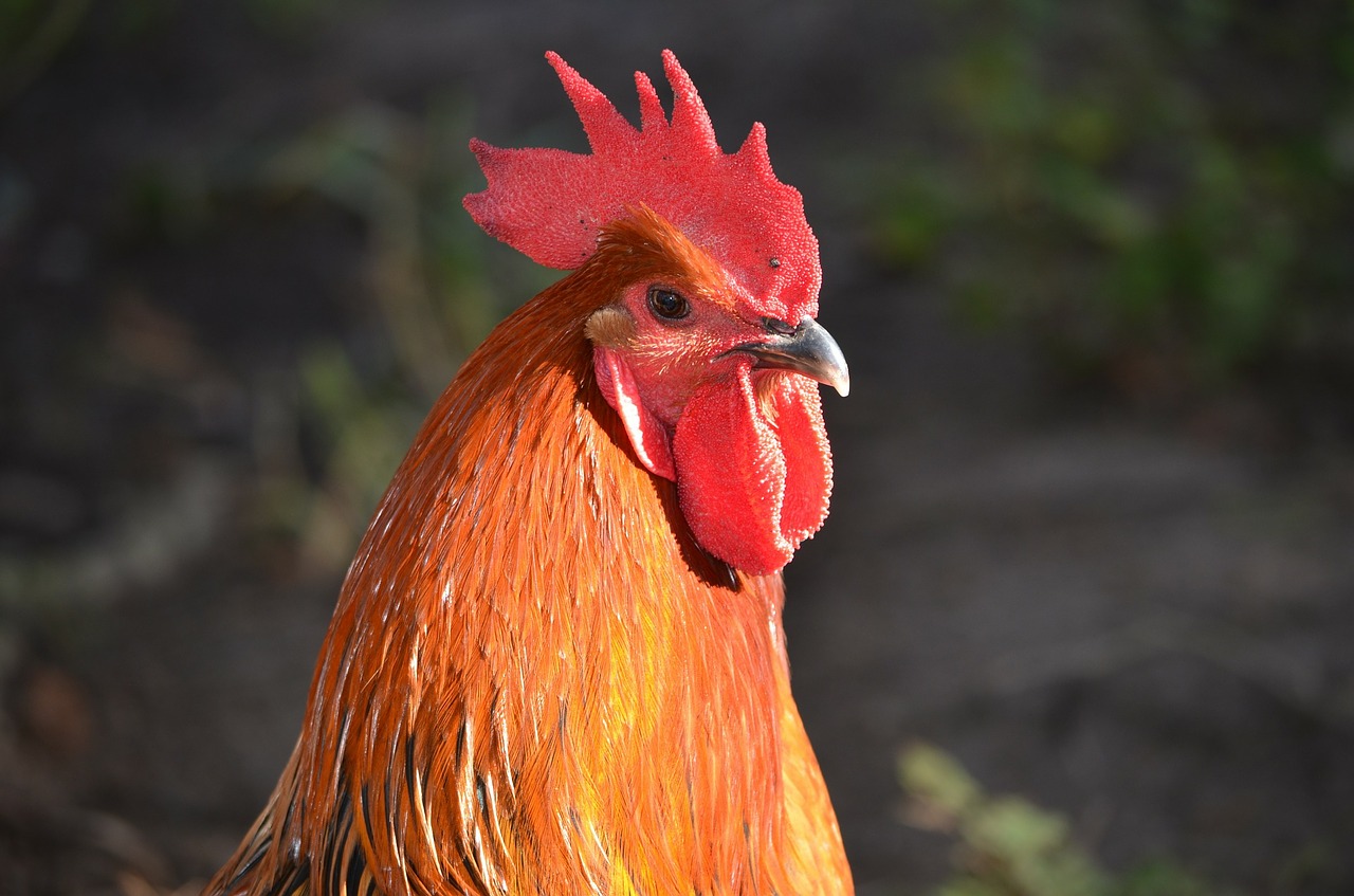 Gaidys, Galva, Gaidys Galvoje, Naminiai Paukščiai, Gyvūnai, Paukštis, Gyvūnas, Vištiena, Pyragaičiai, Cockerel