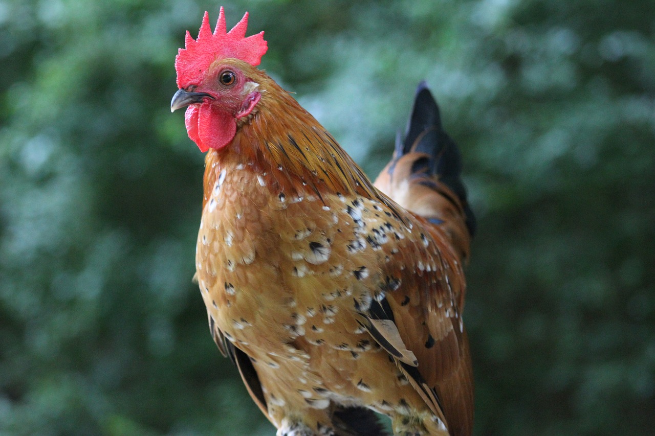 Gaidys, Gamta, Paukštis, Vištiena, Ūkis, Naminiai Paukščiai, Plunksna, Cockerel, Paukščiai, Gyvuliai