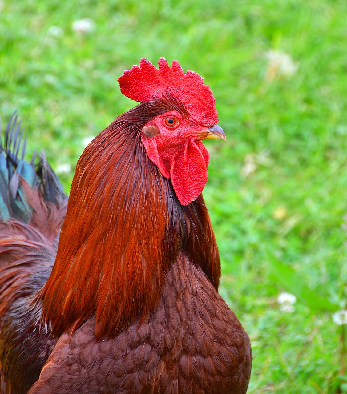 Gaidys,  Vištienos,  Fermos Gyvūnas,  Gyvulininkystė,  Naminių Paukščių,  Paukštis,  Žemės Ūkis, Nemokamos Nuotraukos,  Nemokama Licenzija