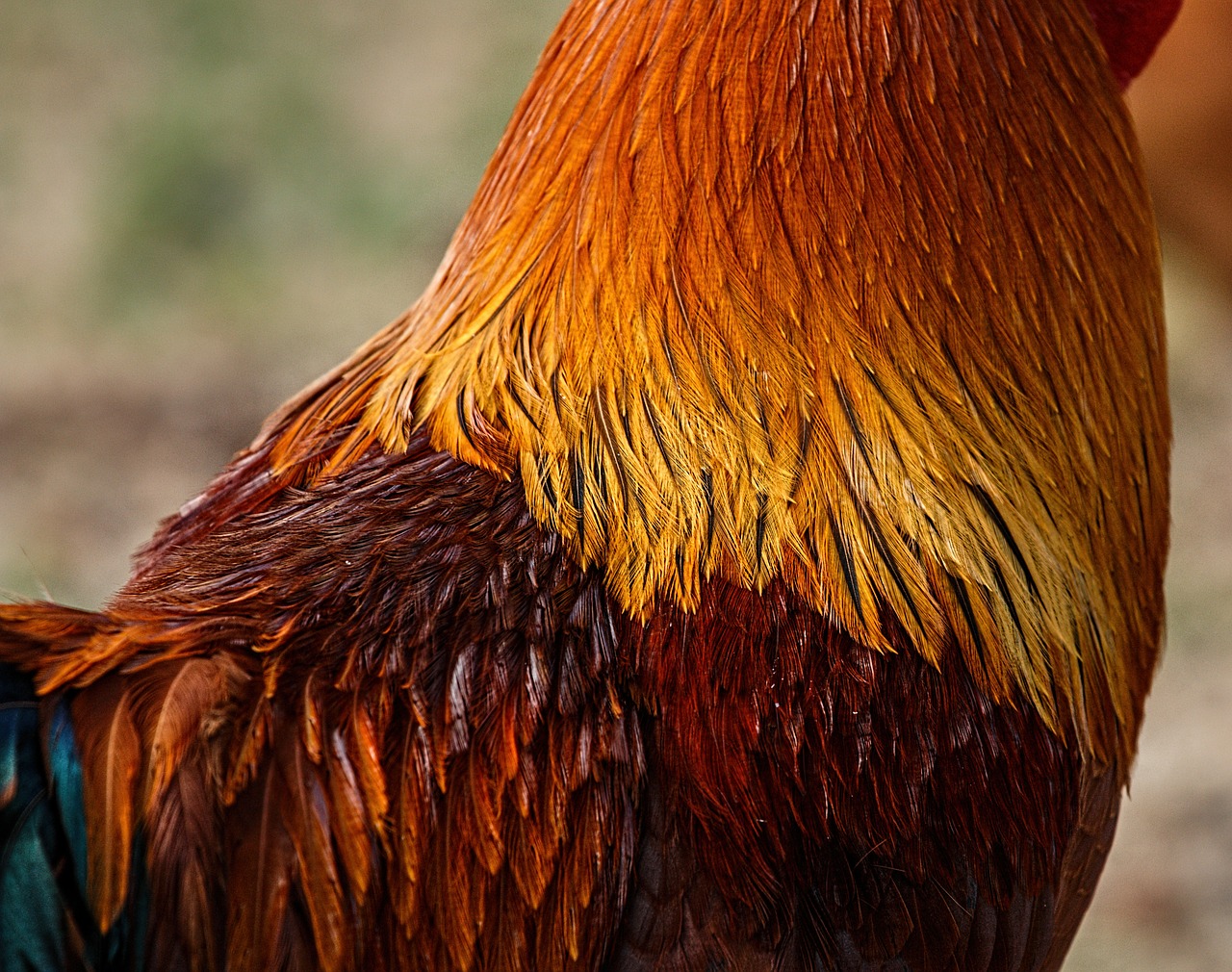 Gaidys, Plunksnos, Cockerel, Gaidys, Pūkų Plunksnos, Pelės Plunksnos, Sparnas, Spalvinga, Naminiai Paukščiai, Paukščiai