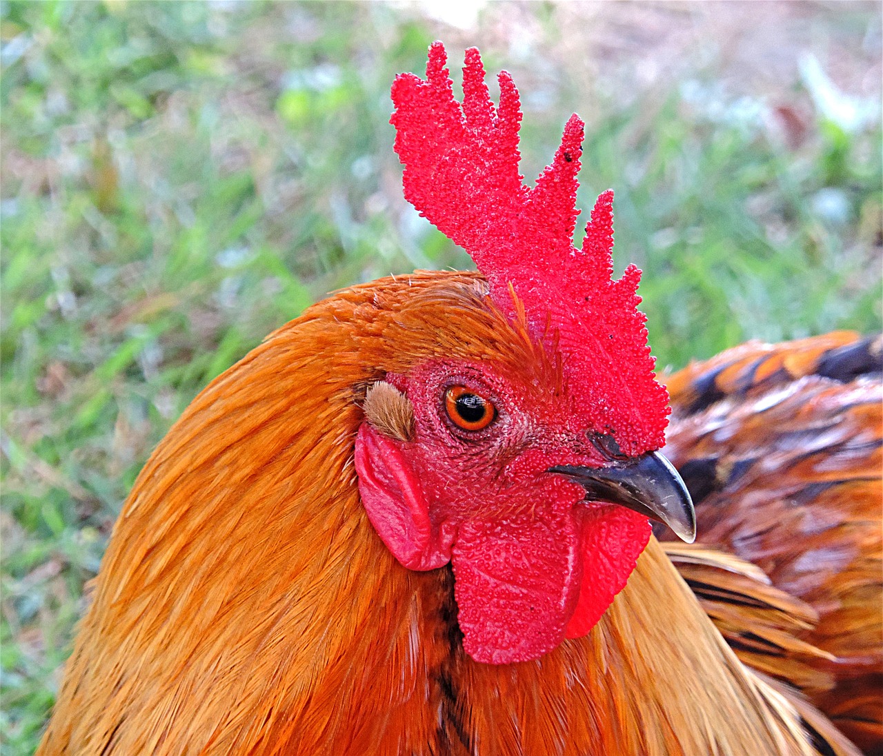 Gaidys, Paukštis, Naminiai Paukščiai, Spalvos, Pippi, Oranžinė, Tam, Mohawk Šukuosenos, Raudona, Sąskaitą