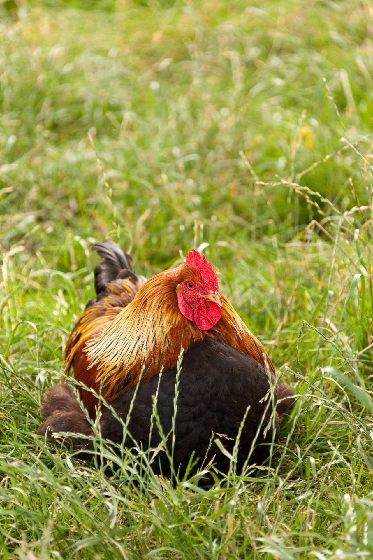 Žemdirbystė,  Gyvūnas,  Snapas,  Paukštis,  Vištiena,  Gaidys,  Cockerel,  Vidaus,  Ūkis,  Paukščiai