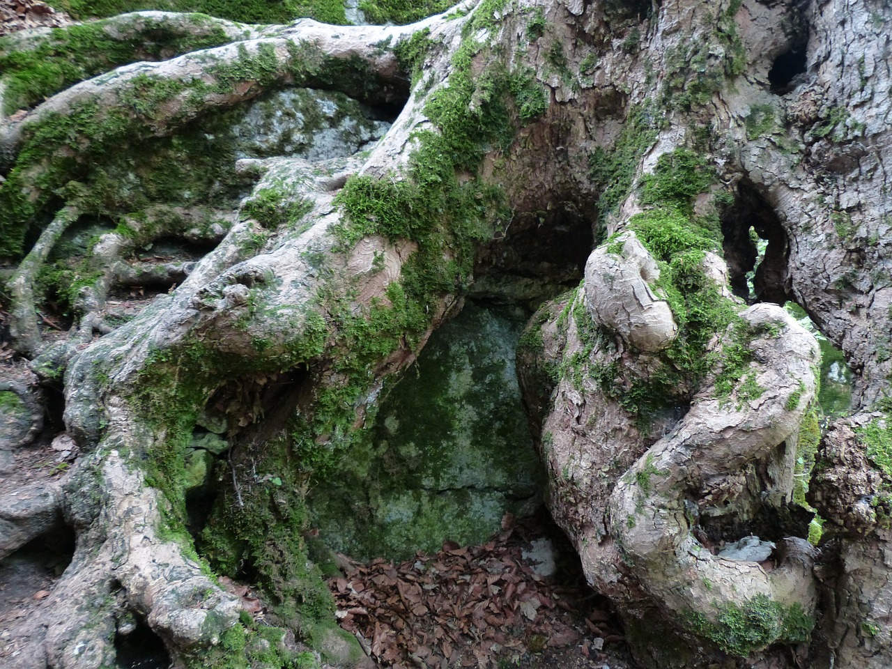 Šaknis, Gnarled, Užaugo, Medis, Medžių Šaknys, Mis Shapen, Senas, Mediena, Senas Medis, Nemokamos Nuotraukos