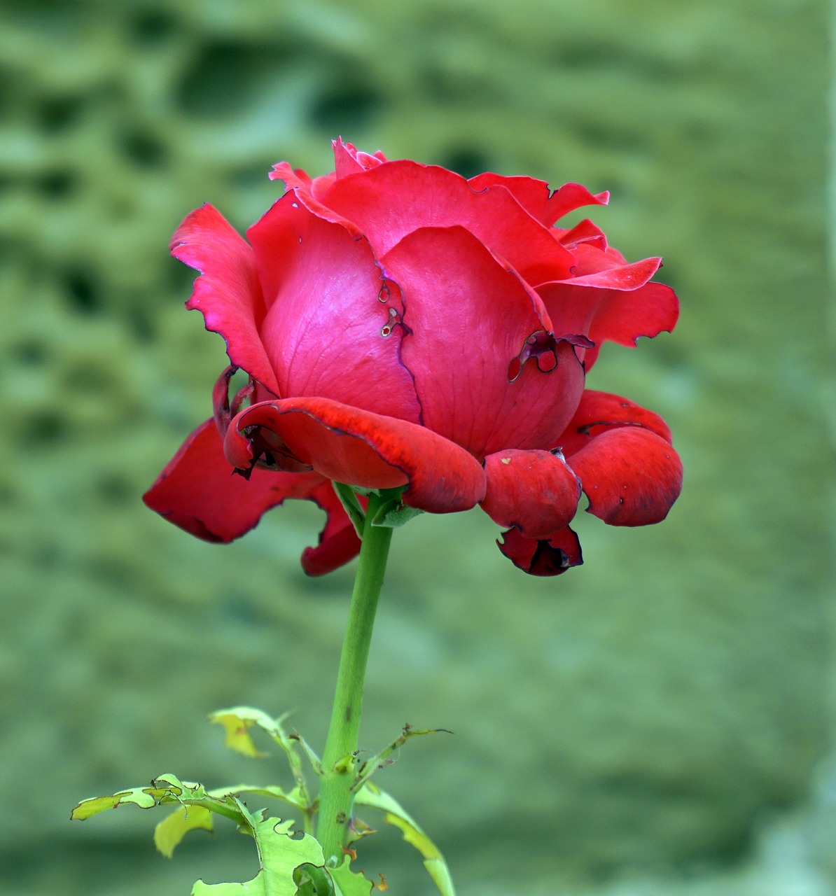 Rosa, Raudona, Raudona Roze, Gėlės, Pistils, Žiedlapiai, Gamta, Grožis, Gėlė, Nemokamos Nuotraukos