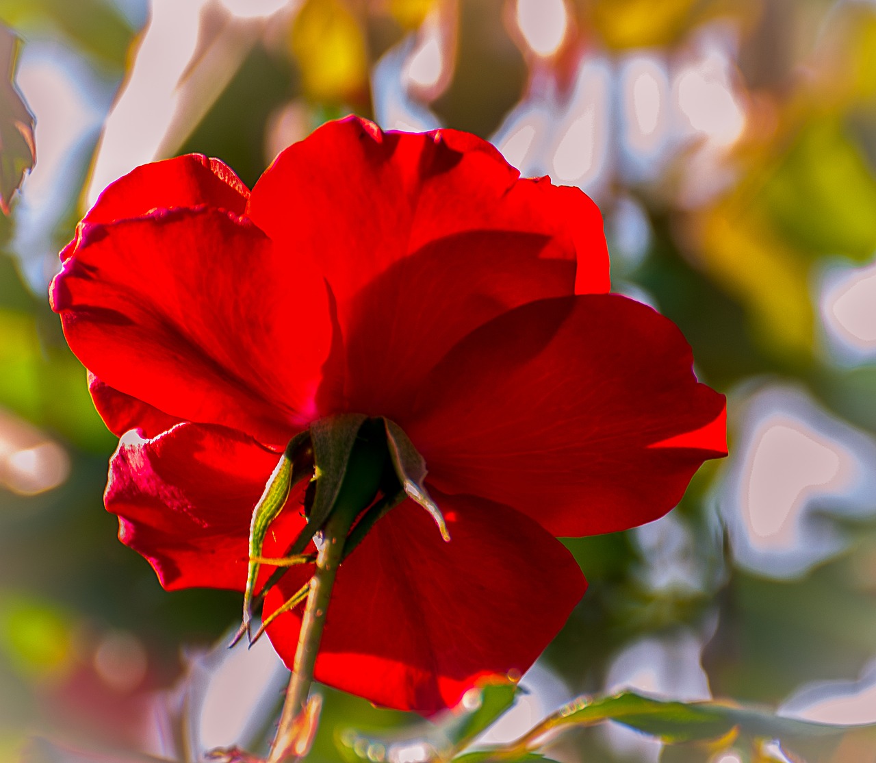 Rosa, Sodas, Gamta, Gėlė, Pavasaris, Raudona Roze, Gėlės, Nemokamos Nuotraukos,  Nemokama Licenzija