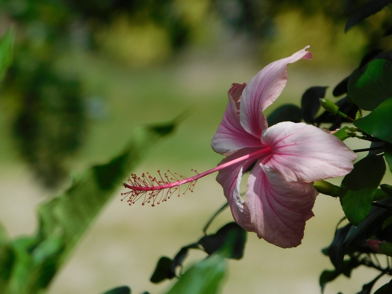 Rosa, Hibiscus, Gėlė, Laukinė Gėlė, Gamta, Pistil, Gėlės, Gėlių, Derliaus Gėlės, Nemokamos Nuotraukos