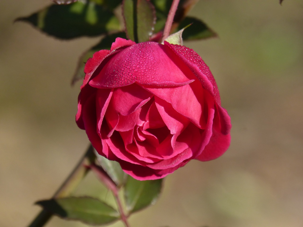 Rosa, Rocio, Gėlių Šviežumas, Rožių Krūmas, Nemokamos Nuotraukos,  Nemokama Licenzija