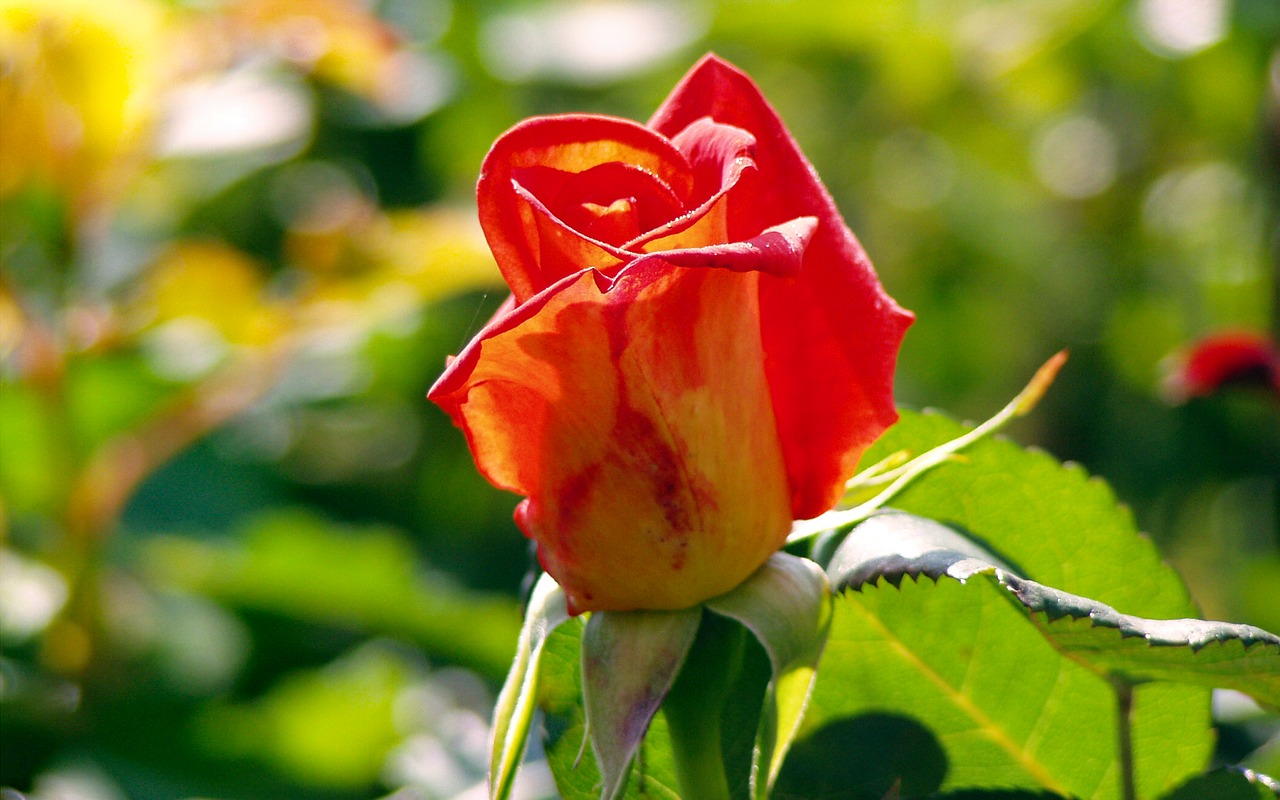 Rosa, Gėlė, Žiedlapiai, Dekoratyvinis Augalas, Rožinė Gėlė, Sodas, Romantika, Nemokamos Nuotraukos,  Nemokama Licenzija