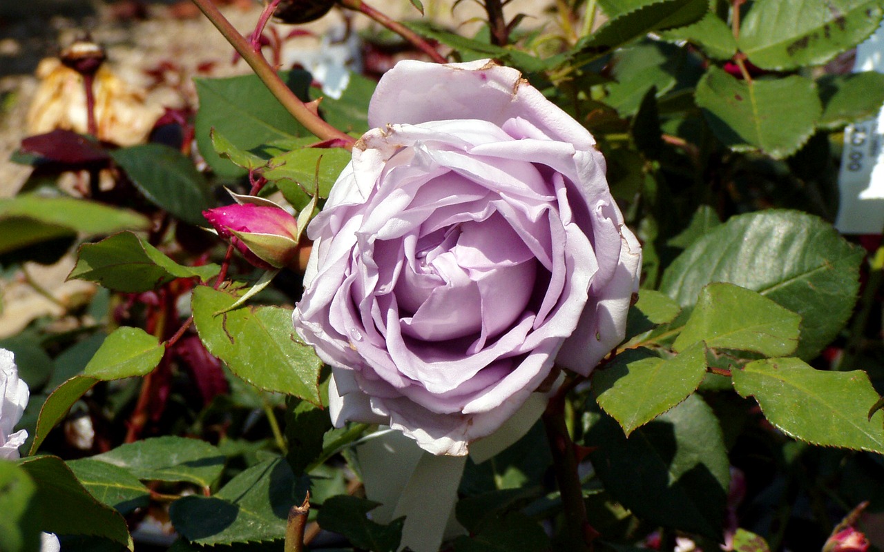 Rosa, Gėlė, Žiedlapiai, Alyvinė Rožė, Dekoratyvinis Augalas, Alyvinė Gėlė, Sodas, Mėlyna Roze, Nemokamos Nuotraukos,  Nemokama Licenzija