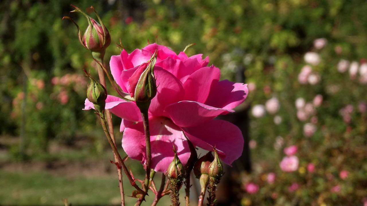 Rosa, Gėlė, Rožės, Gamta, Rožinis, Raudona Roze, Sodas, Rožinės Gėlės, Rožinės Žiedlapių, Rožinė Gėlė