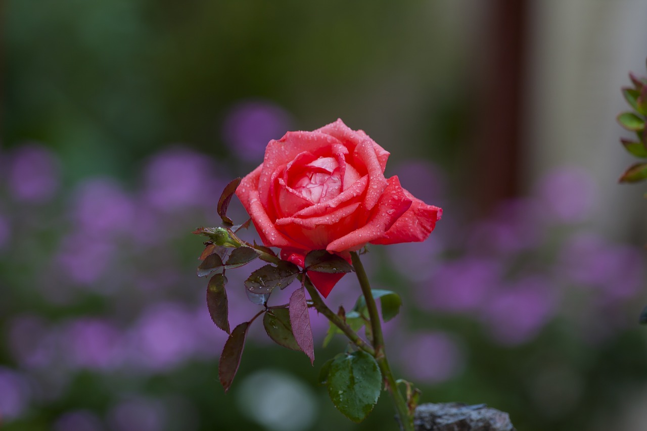 Rosa, Raudona, Lapai, Erškėčių, Lašai, Vanduo, Gamta, Sodas, Žiedlapiai, Nemokamos Nuotraukos