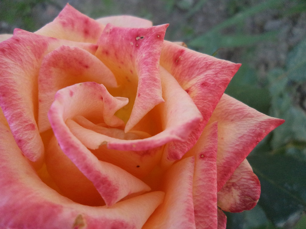 Rosa, Rožė, Rožinės Gėlės, Nemokamos Nuotraukos,  Nemokama Licenzija
