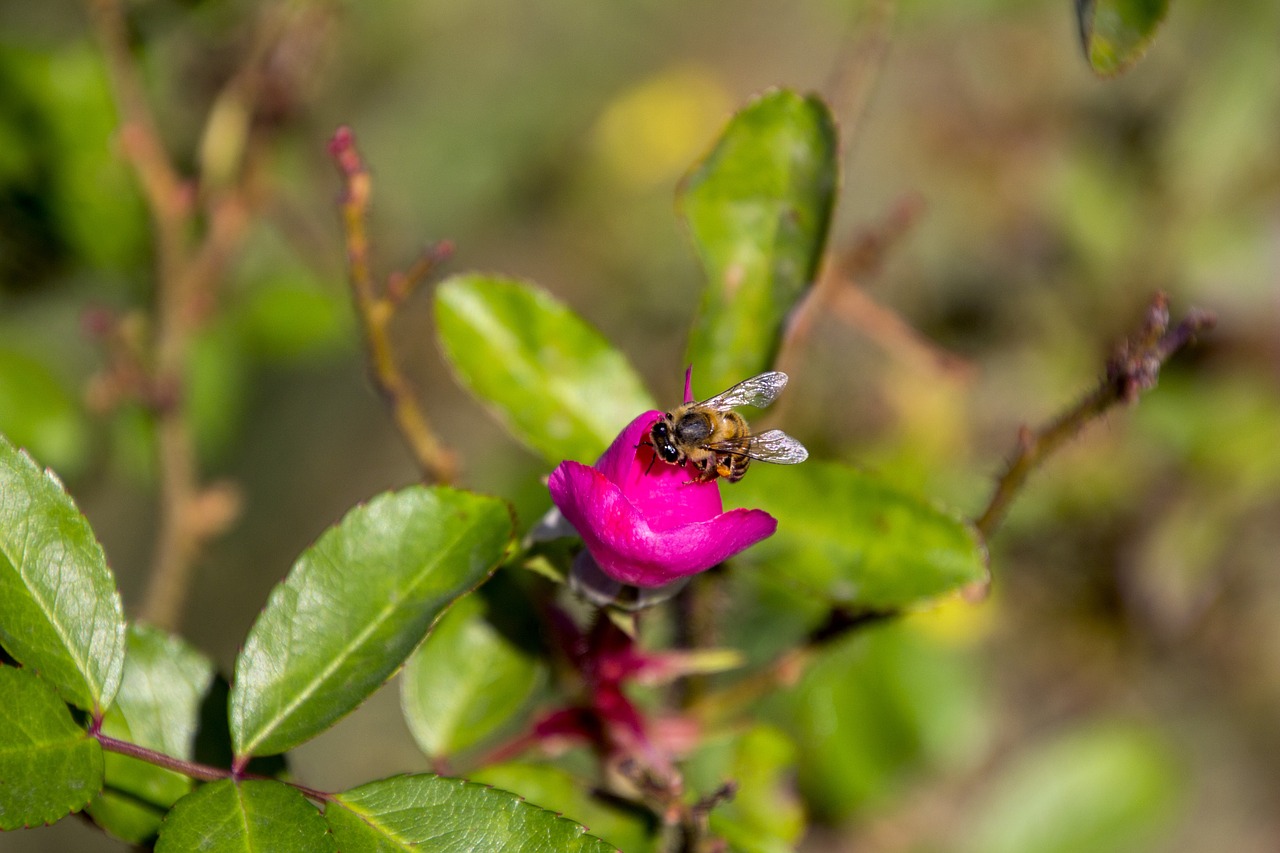 Rosa, Dekoratyvinė Gėlė, Sodas, Gėlė, Gėlės, Augalas, Pavasaris, Spalvingos Gėlės, Egzotiškas, Gamta