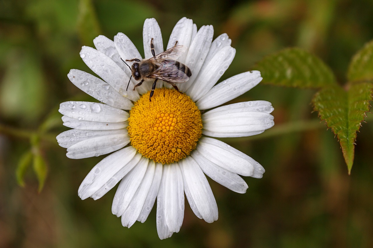 Rosa, Rytas, Bičių, Daisy, Gėlė, Vasara, Gyvoji Gamta, Nemokamos Nuotraukos,  Nemokama Licenzija