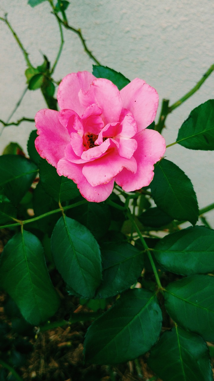 Rosa, Gėlė, Gamta, Nemokamos Nuotraukos,  Nemokama Licenzija