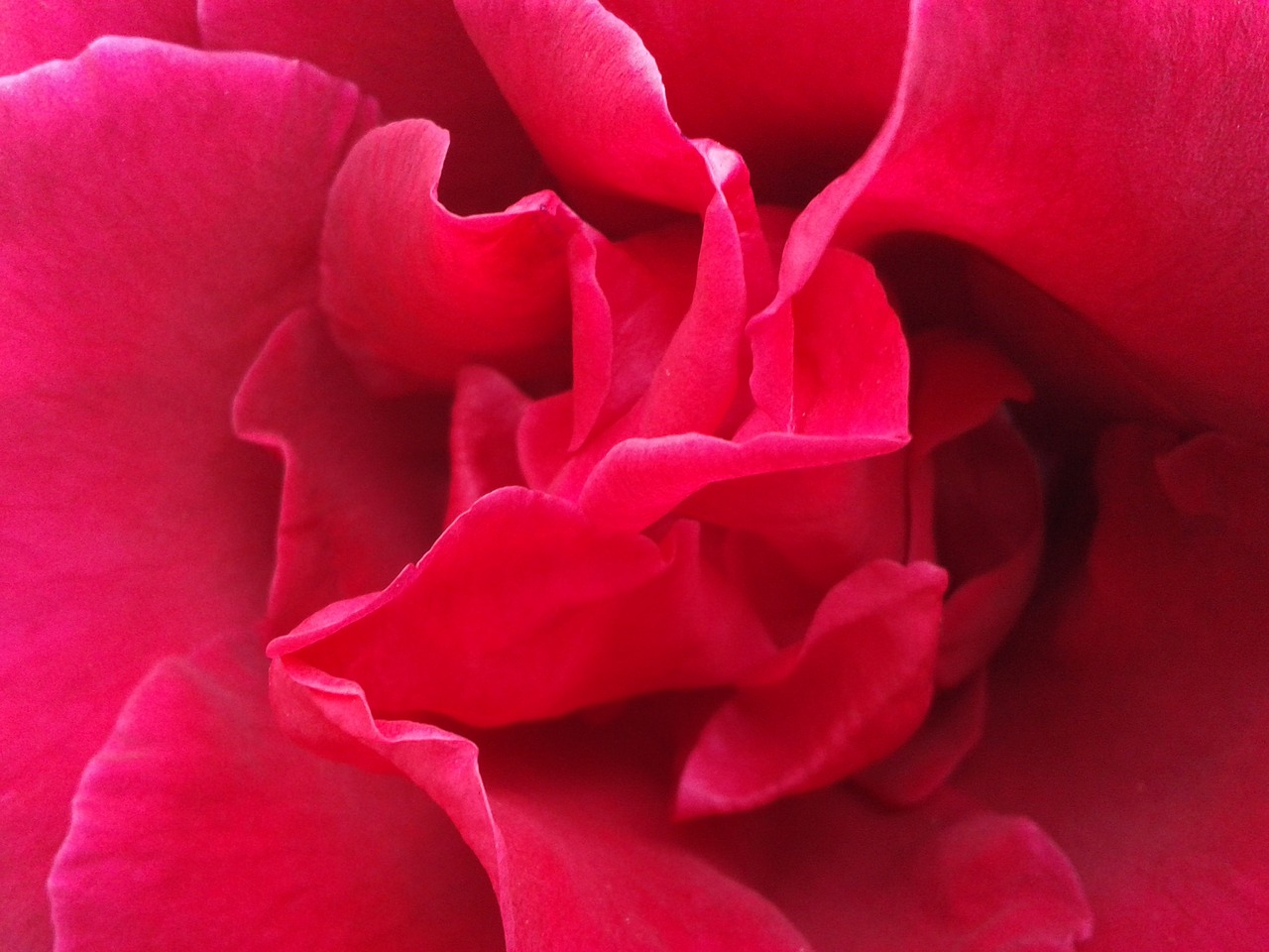 Rosa, Raudona Roze, Gėlė, Raudoni Žiedlapiai, Raudona, Grožis, Gamta, Romantiškas, Žiedlapiai, Raudonos Rožės