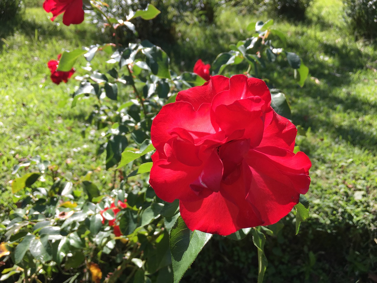 Rosa, Gėlė, Gėlės, Raudona Gėlė, Raudona Roze, Nemokamos Nuotraukos,  Nemokama Licenzija