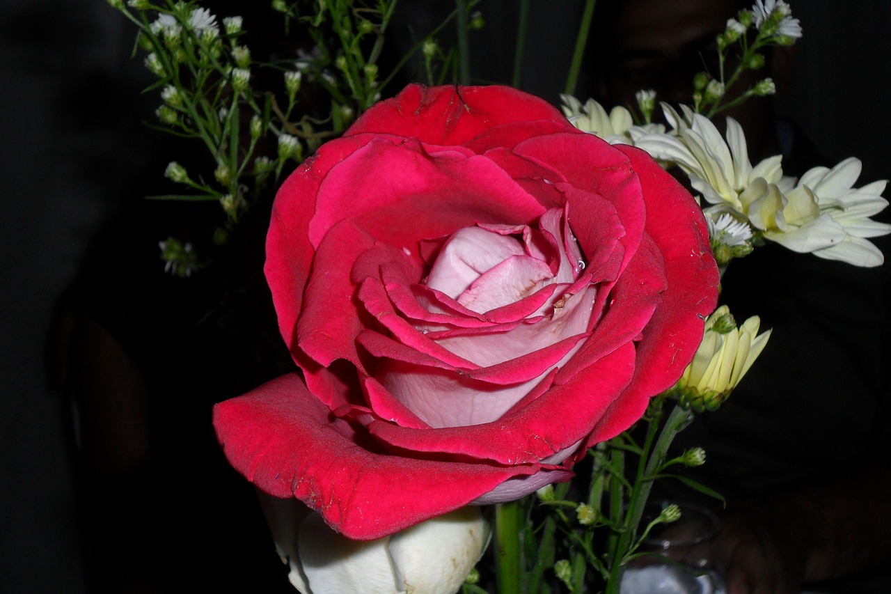 Rosa, Gėlė, Raudona Roze, Nemokamos Nuotraukos,  Nemokama Licenzija