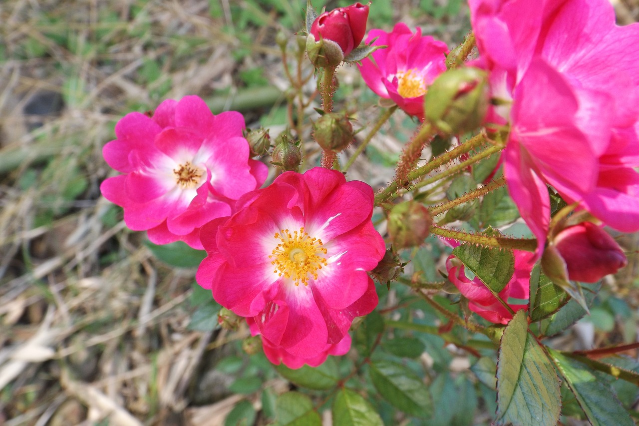 Rosa, Augalas, Gėlė, Spalva Rožinė, Pavasaris, Sodas, Rosinha, Žiedlapiai, Delikatesas, Nemokamos Nuotraukos