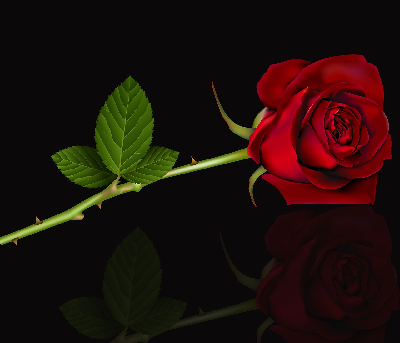 Rosa, Gėlė, Žiedlapis, Romantiškas, Gėlių, Raudona Roze, Raudona, Juodas Fonas, Skirta, Nemokamos Nuotraukos