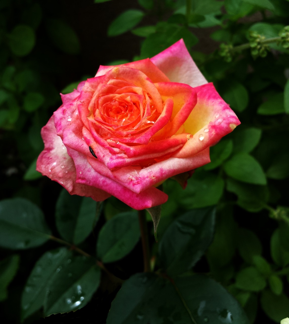 Rosa,  Rožinė Šlapias,  Gėlė, Nemokamos Nuotraukos,  Nemokama Licenzija