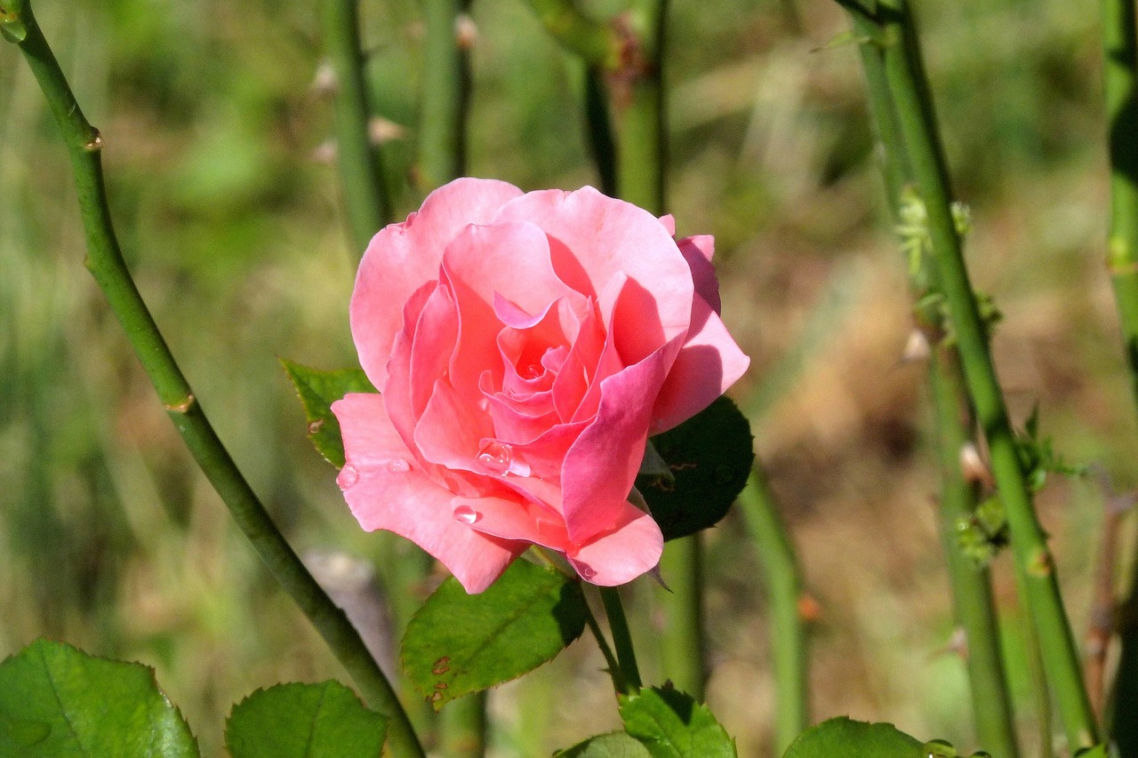 Rosa,  Gėlė,  Bokeh,  Pobūdį,  Romantika,  Grožio,  Meilė,  Sodas, Nemokamos Nuotraukos,  Nemokama Licenzija