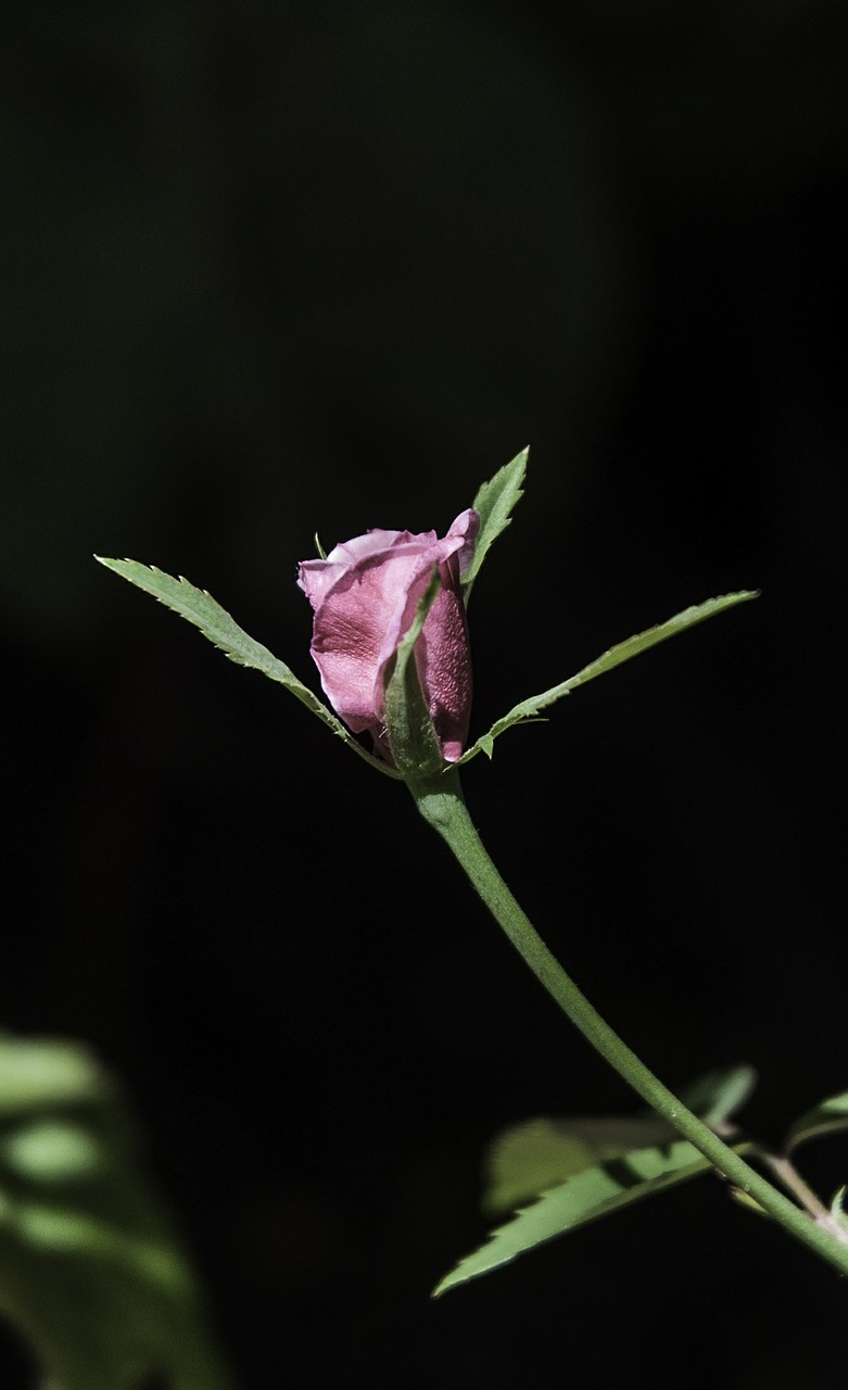 Rosa, Gėlė, Gamta, Mygtukas, Augalas, Spalva Rožinė, Oranžinė, Rožių Krūmas, Linda, Nemokamos Nuotraukos