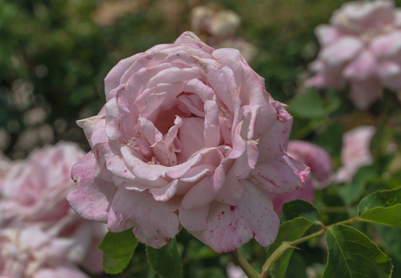 Rosa,  Gėlė,  Geltona,  Rožių Sodas,  Jie Jaron Su Gėlėmis,  Sodas,  Gėlės,  Augalai,  Apkarpyti, Nemokamos Nuotraukos