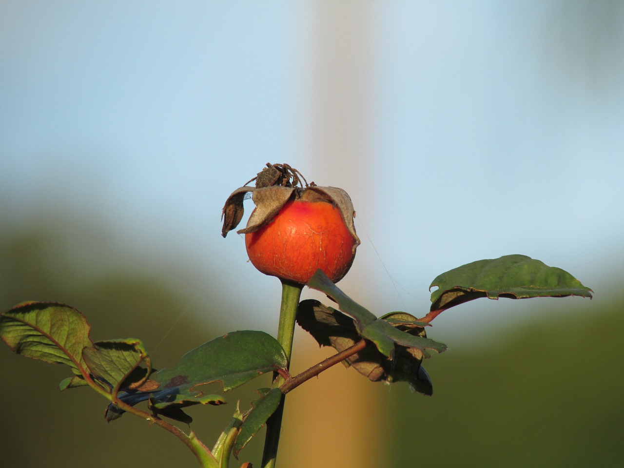 Rosa,  Gėlės,  Voras,  Gėlė, Nemokamos Nuotraukos,  Nemokama Licenzija