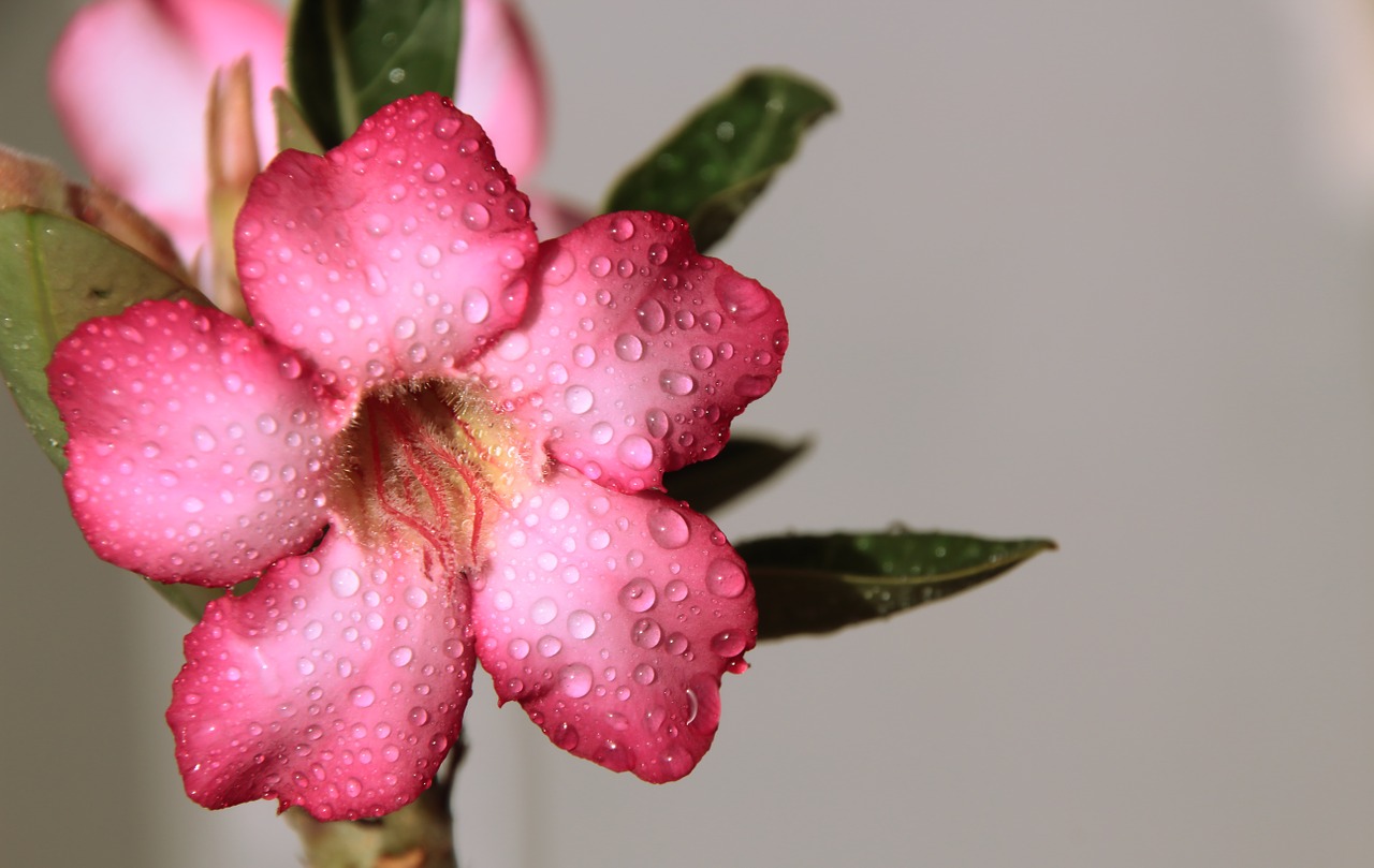 Rosa, Gėlė, Vanduo, Lietus, Adenium, Žydėjimas, Sodas, Raudona, Augalai, Rožinis