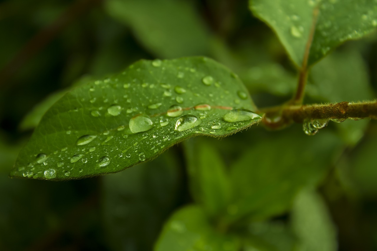 Rosa, Lapai, Gamta, Žalias, Vanduo, Lašai, Lietus, Nemokamos Nuotraukos,  Nemokama Licenzija