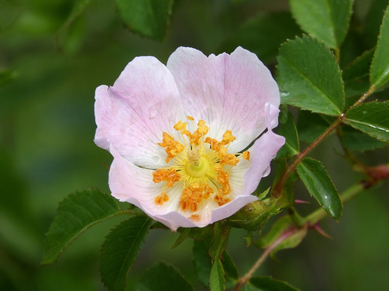 Rosa Canina, Laukinė Rožė, Gėlė, Grožis, Nemokamos Nuotraukos,  Nemokama Licenzija