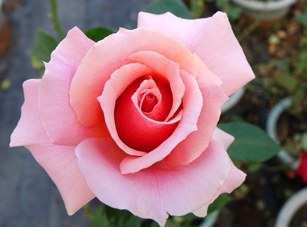 Rosa Multiflora, Rožė, Gėlė, Kaohsiungo Oro Uosto Gamykla, Valgomieji, Nemokamos Nuotraukos,  Nemokama Licenzija
